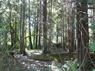 Picture of Point Roberts Parcel Number 415334-353041